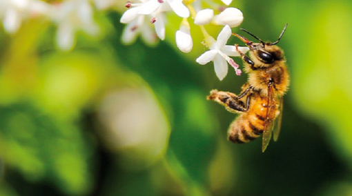 Il docufilm della Regione tra i finalisti del festival ambientale Off