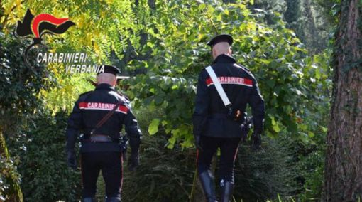 Spaccio nei boschi della bassa Ossola, un arresto