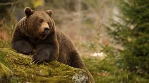 Abbattuto in Svizzera il fratello di Jj4, l'orso del Trentino al centro delle polemiche per la morte di un podista