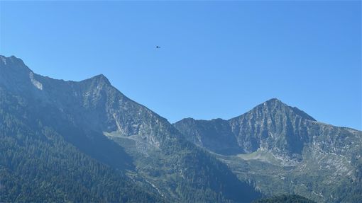 Orso in Val Grande, i carabinieri forestali: "Non si creino allarmismi, le forze dell'ordine sono presenti sul territorio"