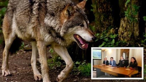 Val Grande, parte il monitoraggio dei lupi VIDEO Val Grande, parte il monitoraggio dei lupi VIDEO