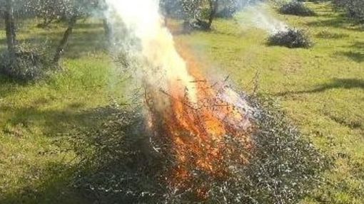 Qualità dell'aria, le indicazioni per concimazioni e abbruciamenti Qualità dell'aria, le indicazioni per concimazioni e abbruciamenti