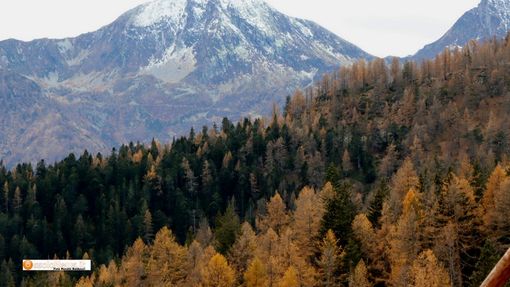 Bognanco adotta il nuovo piano forestale Bognanco adotta il nuovo piano forestale