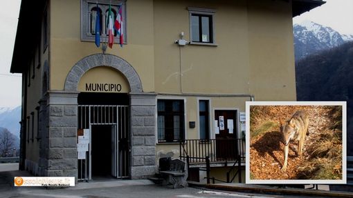 Calasca Castiglione diventa territorio libero da lupi e orsi Calasca Castiglione diventa territorio libero da lupi e orsi