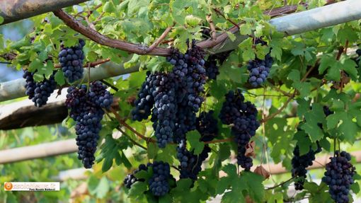 Troppa pioggia, il Vallese 'allenta' i requisiti per il vino Doc Troppa pioggia, il Vallese 'allenta' i requisiti per il vino Doc