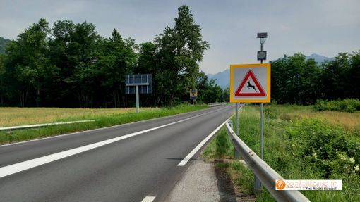 Ungulati, nuovi cartelli di pericolo sulle strade provinciali Ungulati, nuovi cartelli di pericolo sulle strade provinciali