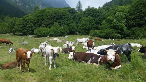Allarme alla stalla in Piemonte: in dieci anni è sparito un allevamento su cinque