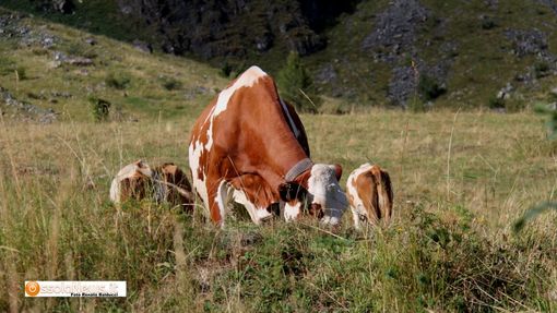 Varzo, 43 mila euro dall'utilizzo dei pascoli Varzo, 43 mila euro dall'utilizzo dei pascoli
