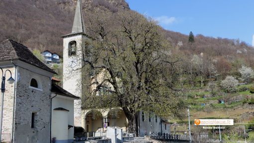 Nella foto: l'Aesculus hippocastanum davanti alla chiesa di Cimamulera