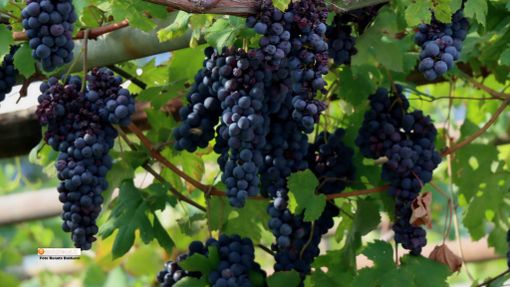 Vendemmia in Vallese: poca quantità, molta qualità Vendemmia in Vallese: poca quantità, molta qualità