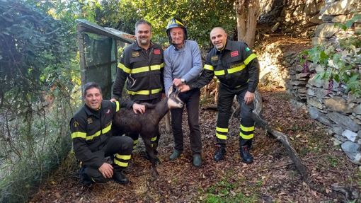 Il dottor Calligarich non si occuperà più dell'assistenza agli animali selvativi. Il sindacato dei Vigili del fuoco chiede che si trovi una soluzione Il dottor Calligarich non si occuperà più dell'assistenza agli animali selvativi. Il sindacato dei Vigili del fuoco chiede che si trovi una soluzione