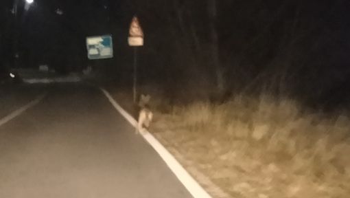 Lupo avvistato a Domodossola: segnalazione in via Piave nella serata di ieri