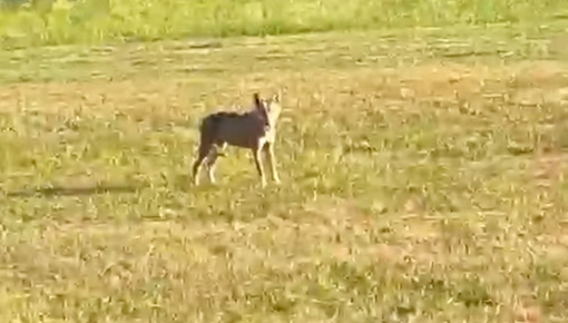 Lupo tra i campi a Vogogna, torna il dibattito sulla presenza dei predatori