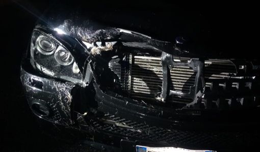 Cervo investito fuori dalla galleria Montecrevola