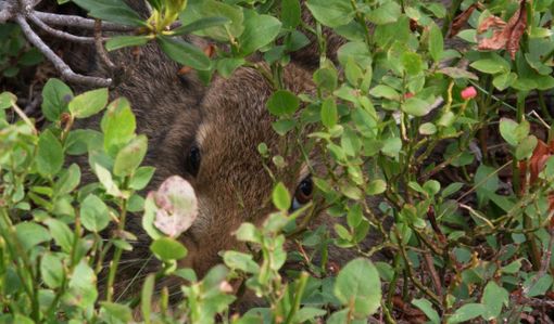 Estate nei parchi dell'Ossola: periodo di nascite per molte specie animali