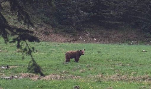 Un orso fotografato in Vigezzo, ma è una fake news Un orso fotografato in Vigezzo, ma è una fake news