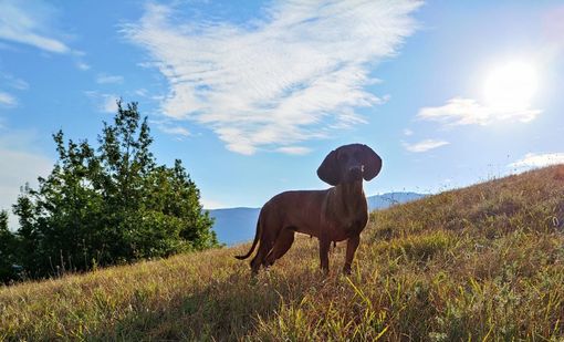 L'Ente nazionale cinofilia in aiuto degli allevamenti ucraini