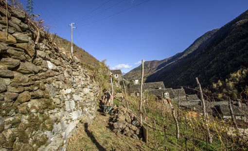 Aree Protette, conclusi i corsi di costruzione e manutenzione dei muri a secco Aree Protette, conclusi i corsi di costruzione e manutenzione dei muri a secco