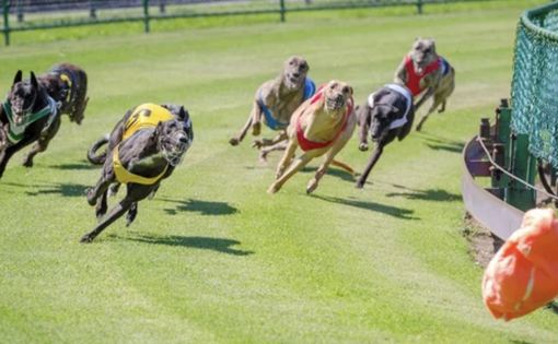Lo strumento utilizzato dai migliori credenti del greyhound racing Lo strumento utilizzato dai migliori credenti del greyhound racing