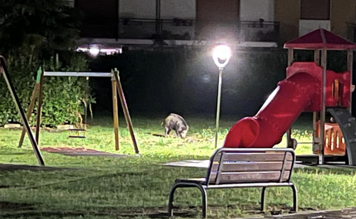 Cinghiali al parco giochi di via Scapaccino FOTO