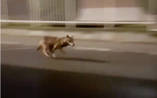 Un lupo tra le case nella zona sud di Villadossola VIDEO Un lupo tra le case nella zona sud di Villadossola VIDEO