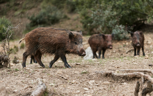 Peste suina, individuati altri due possibili casi tra Piemonte e Liguria Peste suina, individuati altri due possibili casi tra Piemonte e Liguria