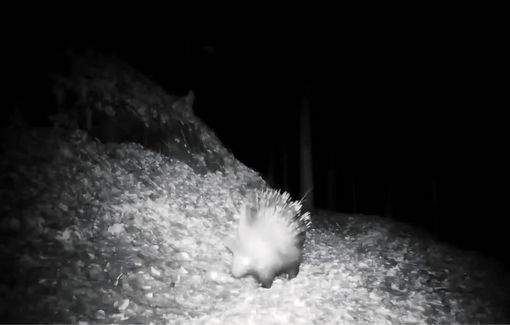 Istrice avvistato in una valle dell’Ossola: primo riscontro certo nel Nord Piemonte