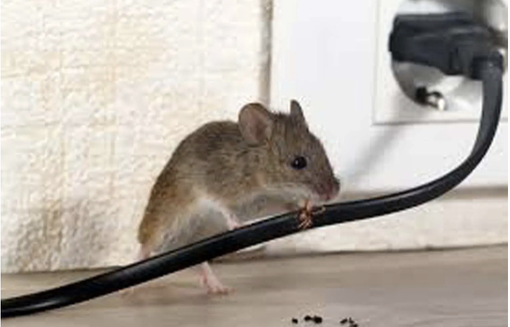 Chiamare per disinfestazione Chiamare per disinfestazione