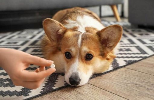 Antiparassitari per cani: guida completa e sicura Antiparassitari per cani: guida completa e sicura