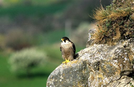 Parco Val Grande, serata divulgativa sul falco pellegrino e l'aquila reale