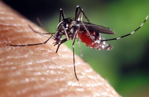 Zanzare e contagi in aumento: "La Regione intervenga sul West Nile Virus"