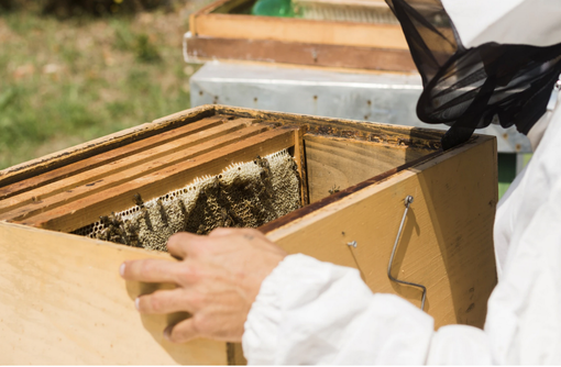 In Piemonte è nata una polizza che tutela gli apicoltori In Piemonte è nata una polizza che tutela gli apicoltori