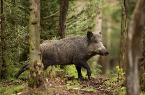 Coldiretti: fallimentari le azioni della Regione sulla fauna selvatica