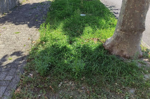 “Scarsa cura del verde nelle zone centrali di Premosello” “Scarsa cura del verde nelle zone centrali di Premosello”