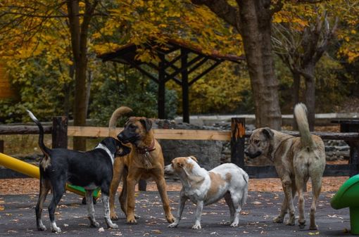 Gestire animali indesiderati in modo umano: l'utilità della pistola scacciacani