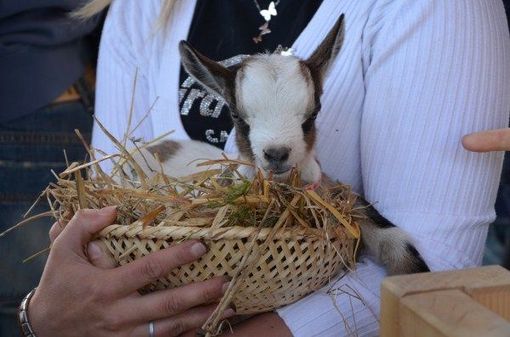 Al Centro del fondo la mostra del capretto vigezzino Al Centro del fondo la mostra del capretto vigezzino