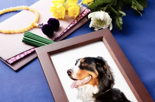 Onoranze funebri Torino: la cremazione degli animali domestici