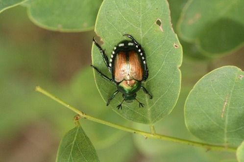 Allarme Popillia japonica: Confagricoltura chiede interventi urgenti