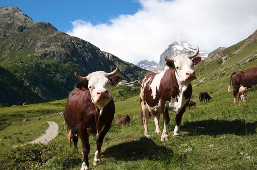 Come si adattano i pascoli alpini ai cambiamenti climatici Come si adattano i pascoli alpini ai cambiamenti climatici