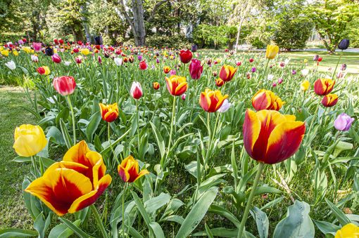 A Villa Taranto è "Festa delle Bulbose" A Villa Taranto è "Festa delle Bulbose"