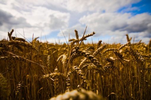 Ucraina, Coldiretti: "Con la guerra, stop a un terzo del mercato mondiale del grano" Ucraina, Coldiretti: "Con la guerra, stop a un terzo del mercato mondiale del grano"