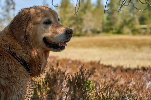 Amico Fido, l’app che aiuta a proteggere cani e gatti dai pericoli: oltre 35mila download in meno di un anno