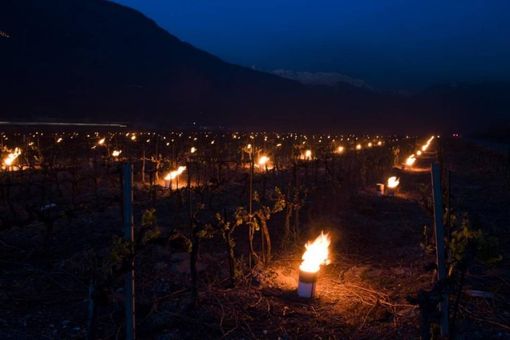 Vallese, lo spettacolo di centinaia di candele accese a protezione degli alberi da frutto Vallese, lo spettacolo di centinaia di candele accese a protezione degli alberi da frutto