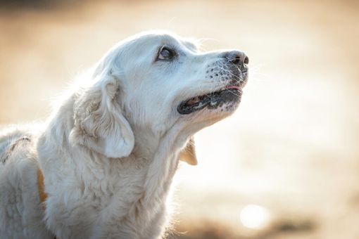 Displasia dell'anca nel cane: Come riconoscerla e affrontarla? Displasia dell'anca nel cane: Come riconoscerla e affrontarla?
