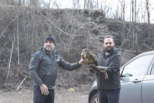 Genestredo, gufo reale liberato dal presidente della Provincia