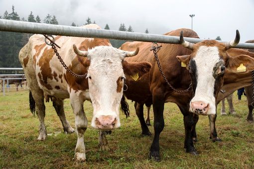 Torna al Centro del Fondo la mostra bovina della Valle Vigezzo