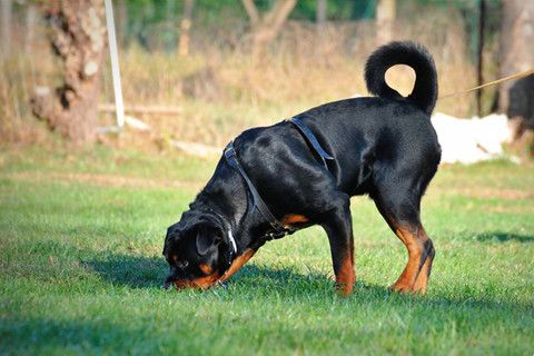 Segugi dal Canton Ticino per ritrovare il corpo di Saman Abbas