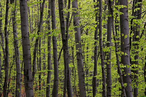 "Laboratorio bosco": un progetto della Provincia per valorizzare la filiera forestale "Laboratorio bosco": un progetto della Provincia per valorizzare la filiera forestale