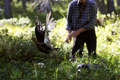 Completato il censimento di pernici bianche e fagiani di monte nelle aree protette dell'Ossola