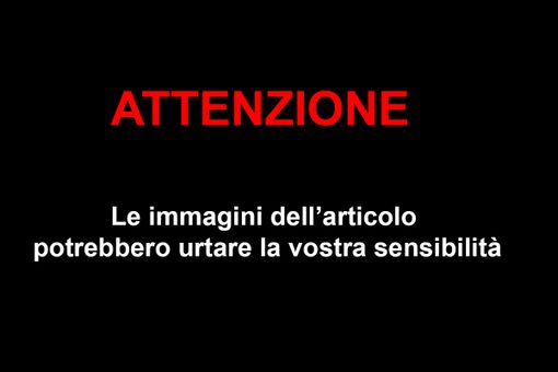 Abbattuti i due cinghiali che s'aggiravano in città